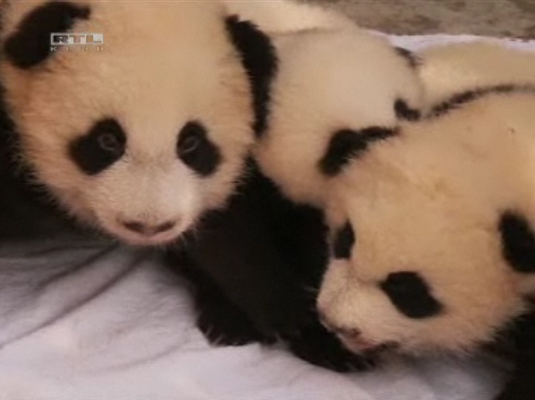 Panda bbik